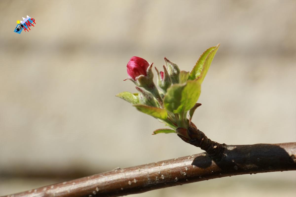 N2015-04_12_IMG_8343-Pommier Golden Delicious_HG